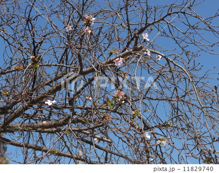 冬桜（10月桜） 11829740