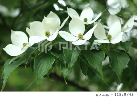 自然　植物　ヤマボウシ、初夏の山肌を彩る白い花、秋にはオレンジ色のおいしい果実になります 11829743