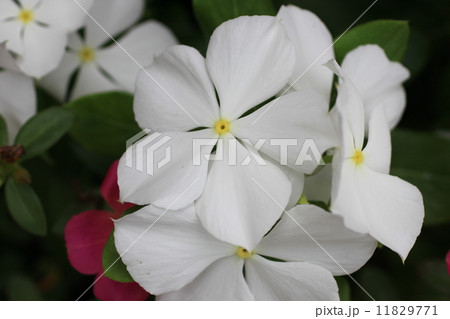 ニチニチソウ ニチニチソウ 11829771