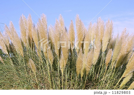 秋風に揺れるパンパスグラス:しろがねよし(白銀葭) 秋風に揺れるパンパスグラス:しろがねよし(白銀葭) 11829803