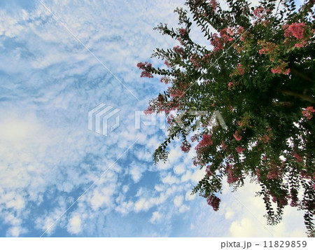 百日紅（さるすべり）と空 11829859