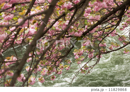 Sakura and the rapids. Sakura and the rapids. 11829868