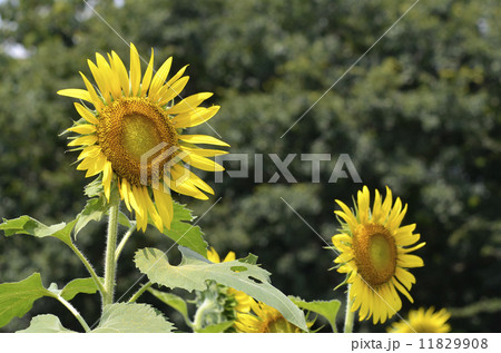 ヒマワリ（向日葵） 11829908