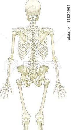 人体骨格 背面 のイラスト素材