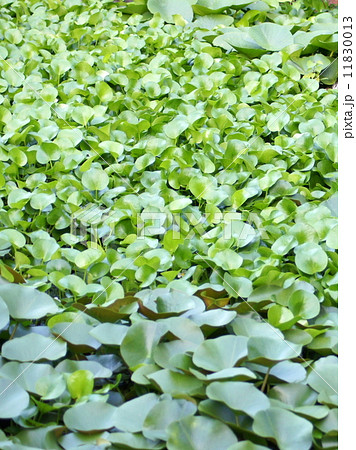 池に群生するホテイアオイ(浜名湖ガーデンパーク) 池に群生するホテイアオイ(浜名湖ガーデンパーク) 11830013