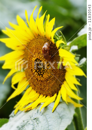 向日葵畑140 11830543