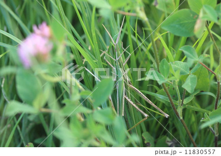 生き物 昆虫 ショウリョウバッタ、草に溶け込んでよく見ないと見逃します① 生き物 昆虫 ショウリョウバッタ、草に溶け込んでよく見ないと見逃します① 11830557