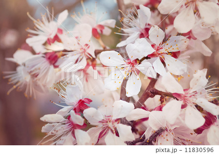 Spring blossom apricot 11830596