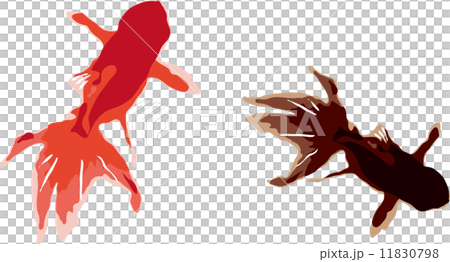 goldfish, goldfishes, gold fish 11830798