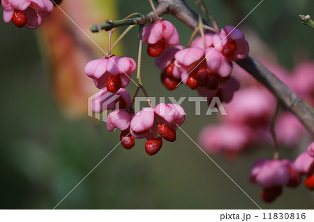 真弓 マユミの実 真弓 マユミの実 11830816