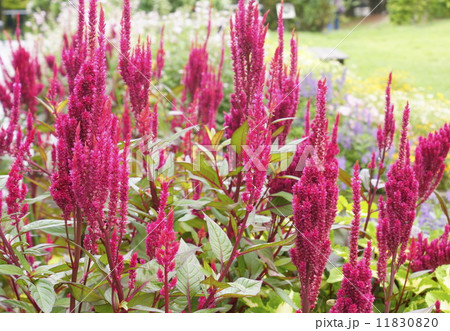 ケイトウ　02 11830820