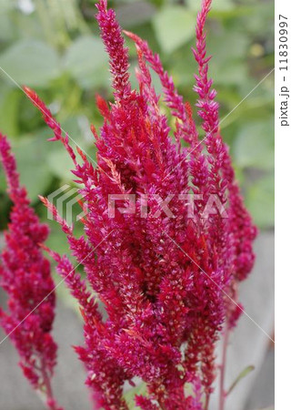 ケイトウ　03 11830997