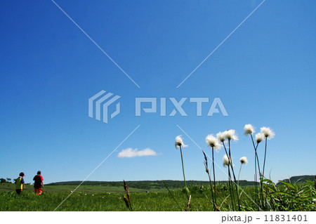 雨竜沼湿原 雨竜沼湿原 11831401
