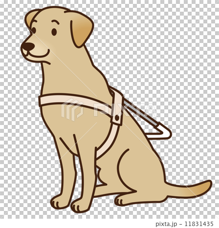 盲導犬　補助犬 11831435