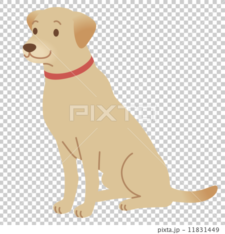 犬 レトリバー 盲導犬のイラスト素材