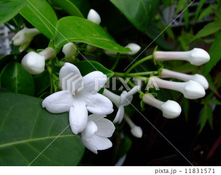 マダガスカルジャスミン 11831571