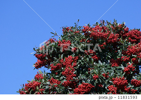 ピラカンサ　和名は常盤山櫨子トキワサンザシと申します。 11831593