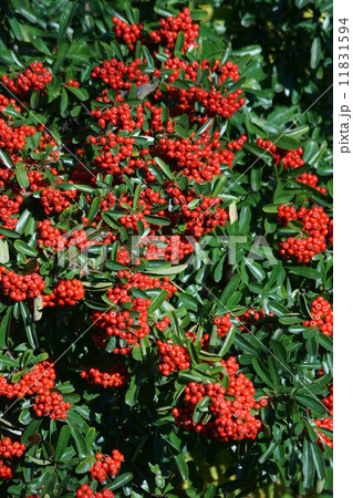 ピラカンサ　和名は常盤山櫨子トキワサンザシと申します。 11831594