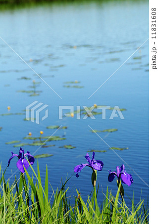 ヒオウギアヤメ ヒオウギアヤメ 11831608