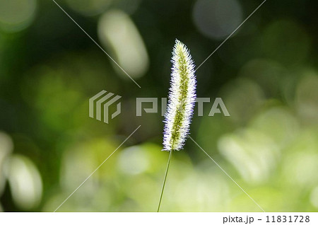 エノコログサ 11831728