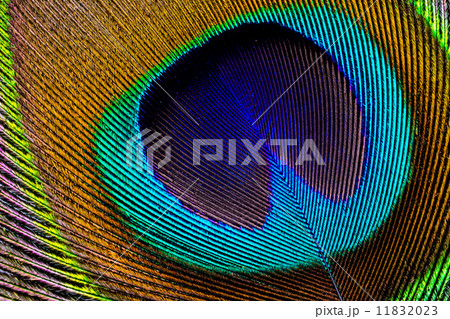 Asian peacock feather close up 11832023