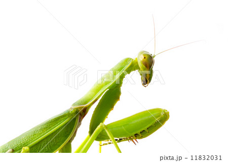 Close up on preying mantis, isolated on white 11832031