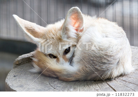 Fennec fox resting in its bed 11832273