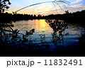 昭和記念公園　水鳥の池からの夕景 11832491