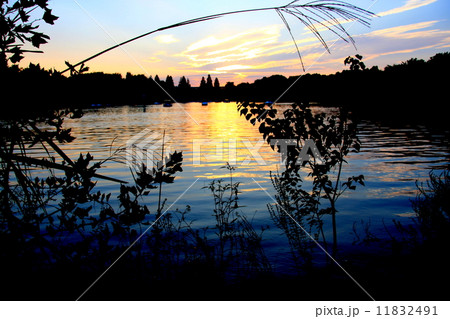 昭和記念公園　水鳥の池からの夕景 11832491