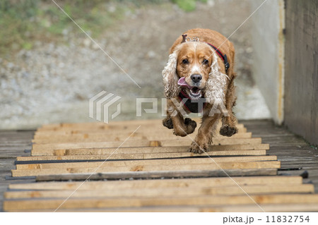 Happy Dog English cocker spaniel while running to you 11832754