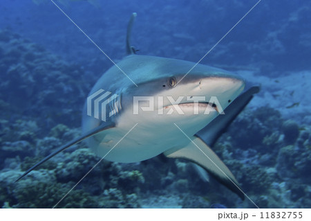 A grey shark jaws ready to attack underwater close up portrait 11832755