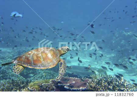 A sea Turtle portrait close up while looking at you A sea Turtle portrait close up while looking at you 11832760