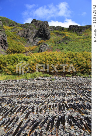 礼文島・メノウ浜のコンブ干し 11832942