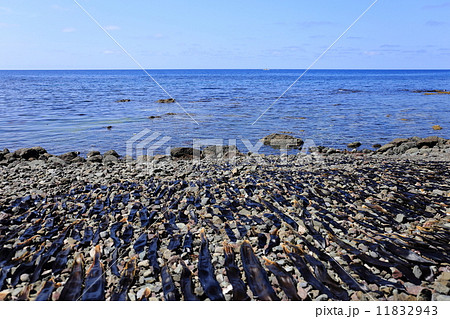礼文島・メノウ浜のコンブ干し 11832943
