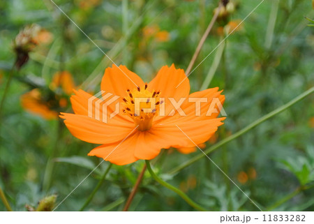 オレンジ色の花 オレンジ色の花 11833282