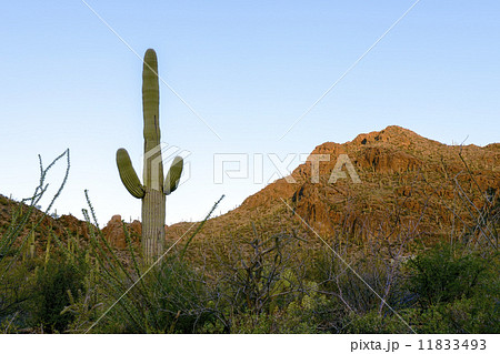 Saguaro Forest 11833493
