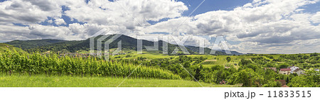 Panoramic image of a vineyard in Baden-Baden 11833515