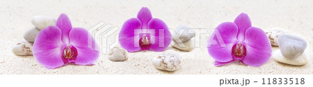 Panorama with orchids and zen stones in the sand Panorama with orchids and zen stones in the sand 11833518