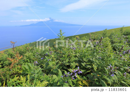 礼文島・桃岩遊歩道からの眺望 11833601