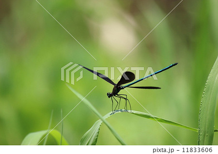 ハグロトンボ 11833606