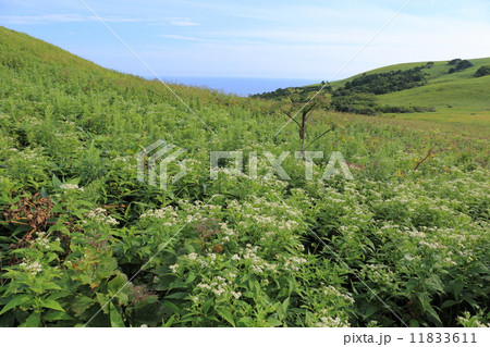 礼文島・桃岩遊歩道からの眺望 11833611