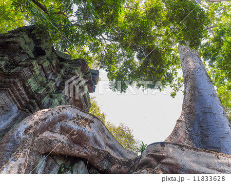 アンコールワット タプロム アンコールワット タプロム 11833628