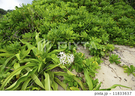 【沖縄県　宮古島】南国の砂浜 11833637