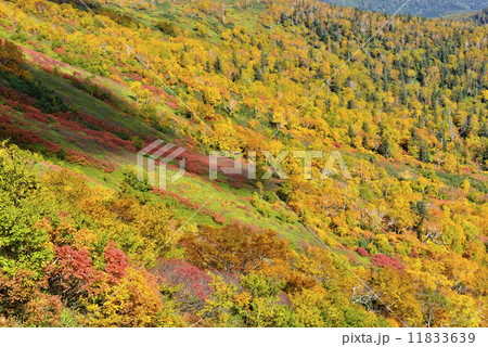 紅葉の山肌／北海道　大雪山 11833639