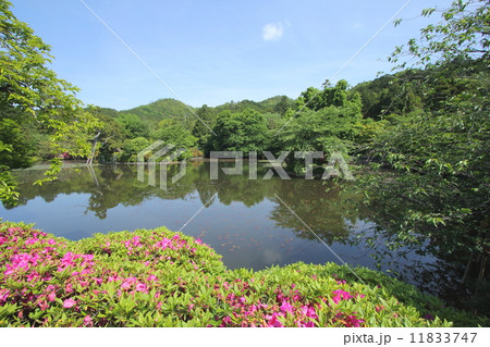 京都　新緑の龍安寺　鏡容池 11833747