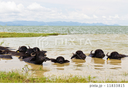 Water Buffalo Water Buffalo 11833815