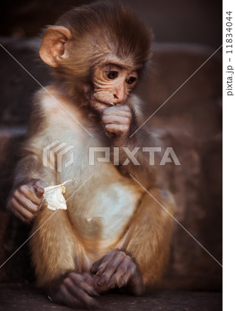 Portrait of Rhesus macaque baby sitting 11834044