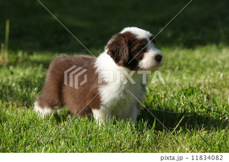 Puppy of Bearded collie in the garden Puppy of Bearded collie in the garden 11834082