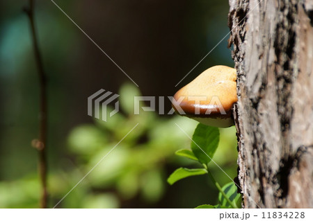サルノコシカケ 11834228