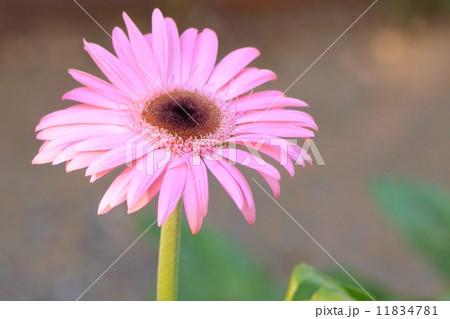 ピンクのガーベラ 11834781